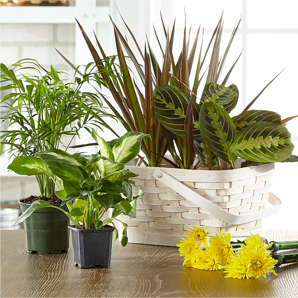 Florist Designed Blooming and Green Plants in a Basket – Evans-king Floral, Forty Fort PA