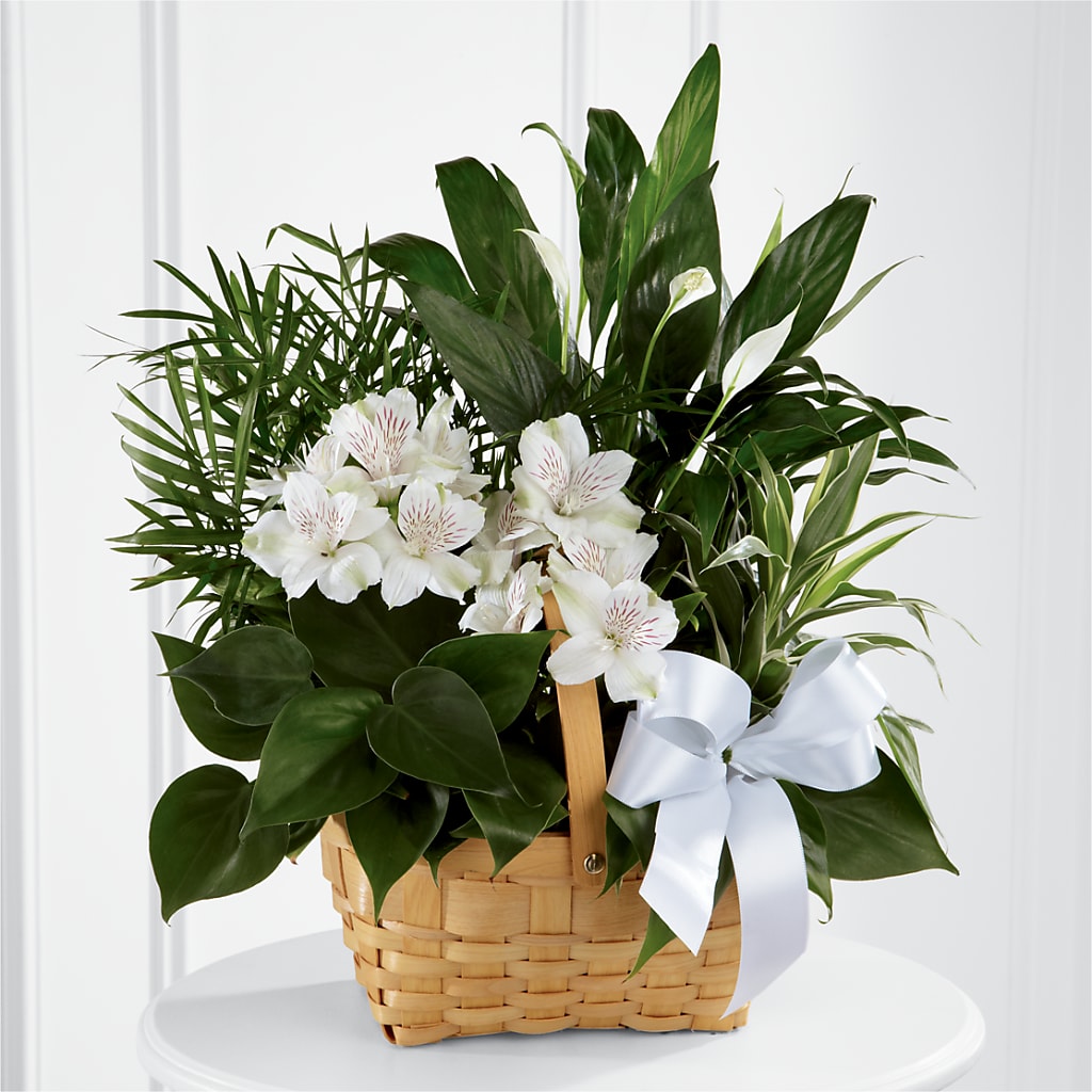 Peace & Serenity Dishgarden – Evans-king Floral, Forty Fort PA
