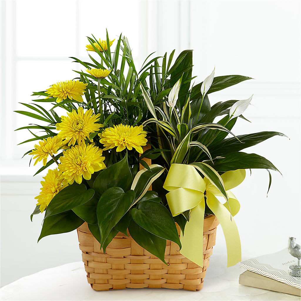 Loving Light Dishgarden – Evans-king Floral, Forty Fort PA