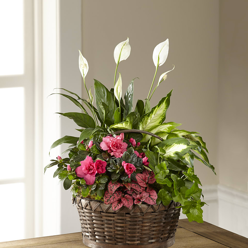 Dream in Pink Dishgarden – Evans-king Floral, Forty Fort PA