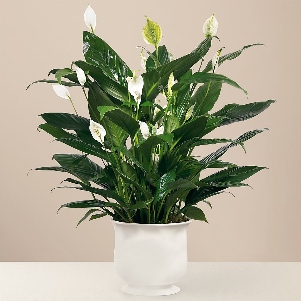 Comfort Planter – Evans-king Floral, Forty Fort PA