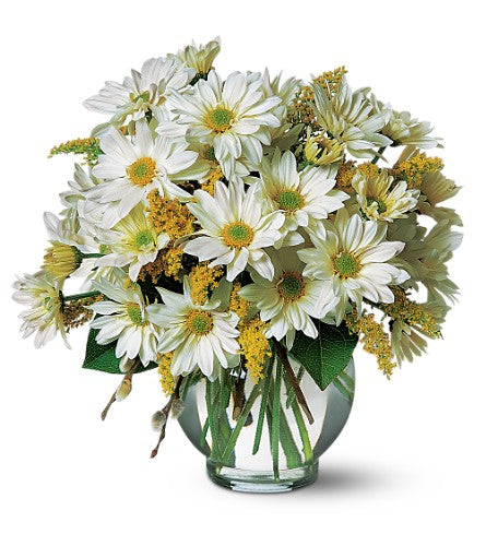 Daisy Cheer – Evans-king Floral, Forty Fort PA