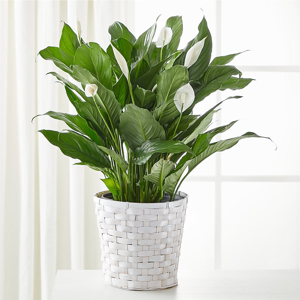 A New Leaf Peace Lily – Evans-king Floral, Forty Fort PA