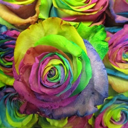 Rainbow Roses