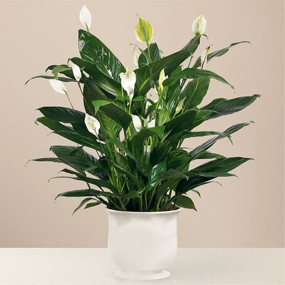 Comfort Planter –  Evans-king Floral, Forty Fort PA