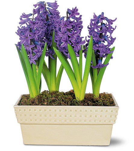 Hyacinth Plant