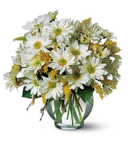 Daisy Cheer –  Evans-king Floral, Forty Fort PA