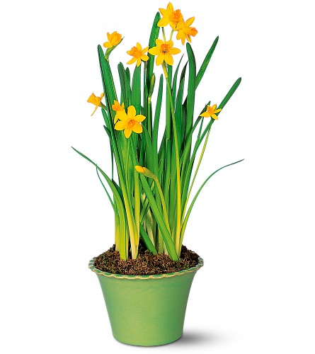 Daffodil Plant