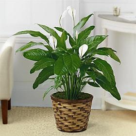 Peace Lily Plant