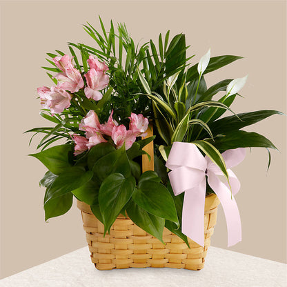 Living Spirit Dishgarden –  Evans-king Floral, Forty Fort PA
