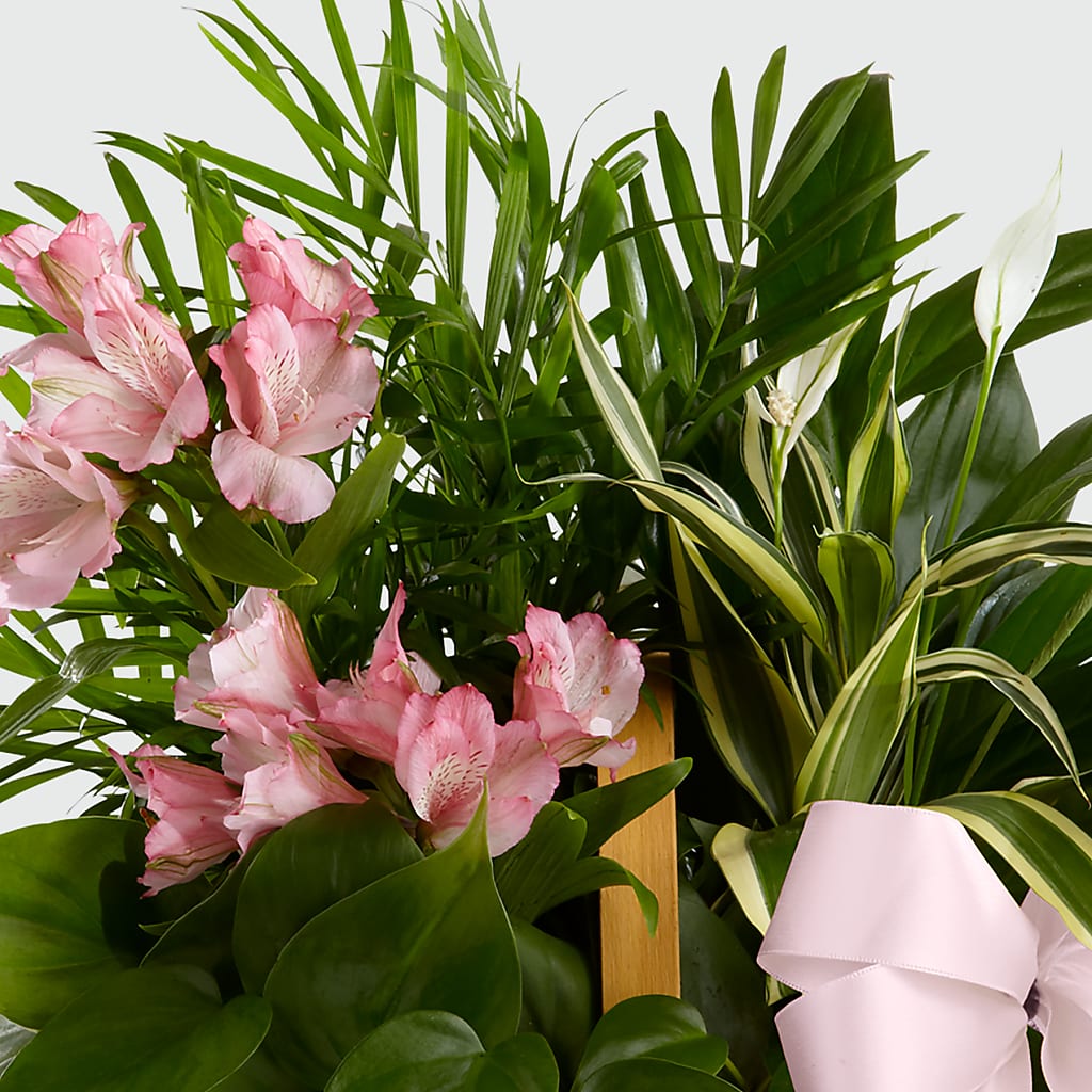 Living Spirit Dishgarden –  Evans-king Floral, Forty Fort PA
