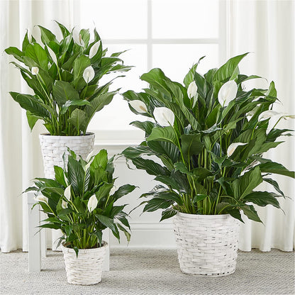 A New Leaf Peace Lily –  Evans-king Floral, Forty Fort PA