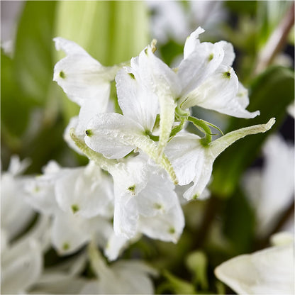 Classic Ivory – A Florist Original –  Evans-king Floral, Forty Fort PA