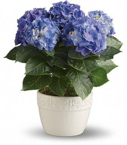 Blue Hydrangea Plant –  Evans-king Floral, Forty Fort PA
