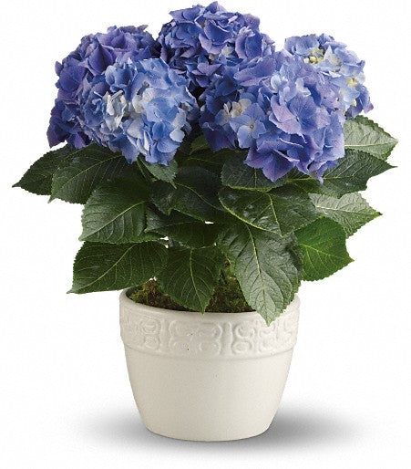 Blue Hydrangea Plant