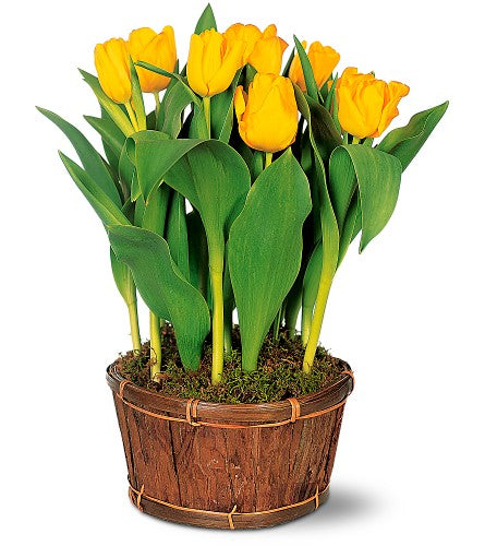 Tulip Plant