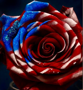 American Glory Roses