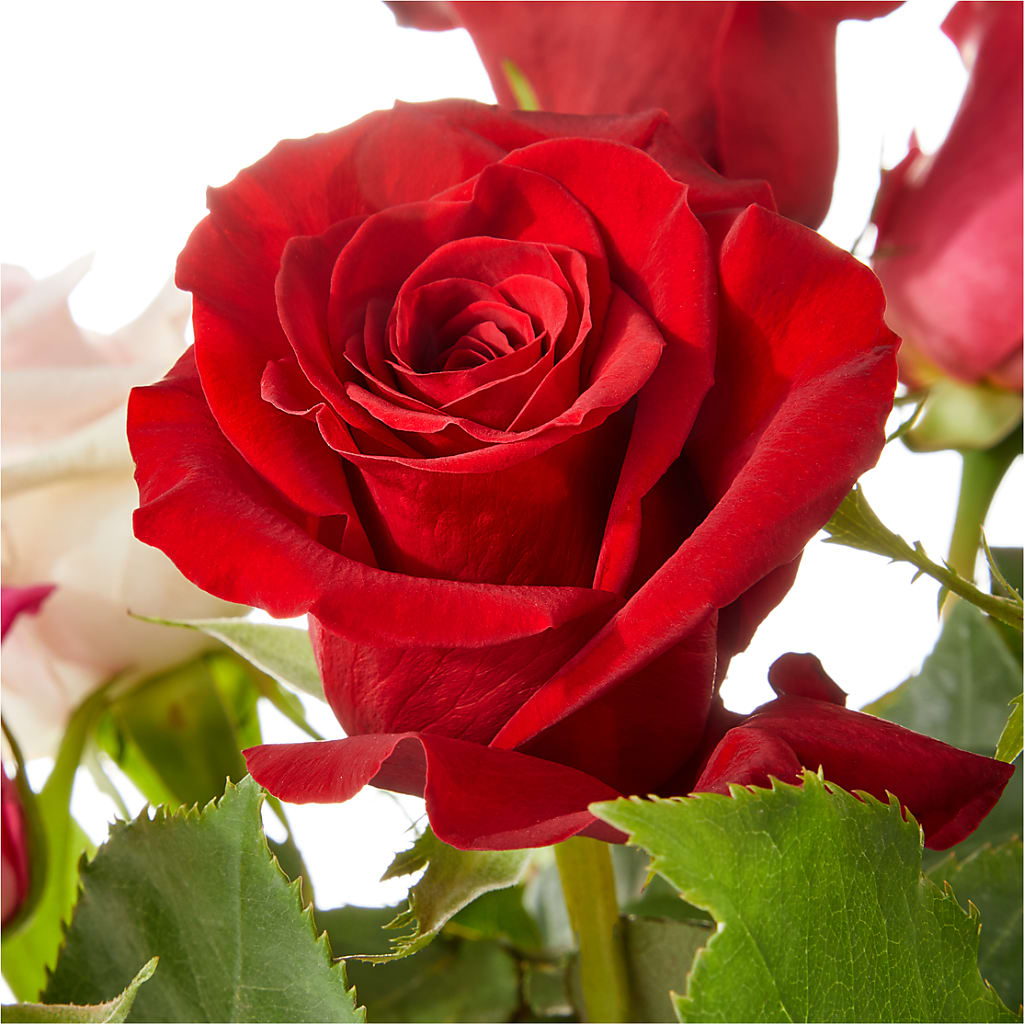 Love Notes Rose Bouquet –  Evans-king Floral, Forty Fort PA
